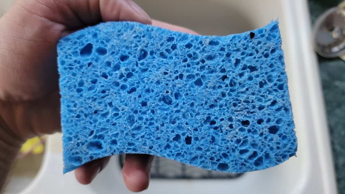 image of a sponge